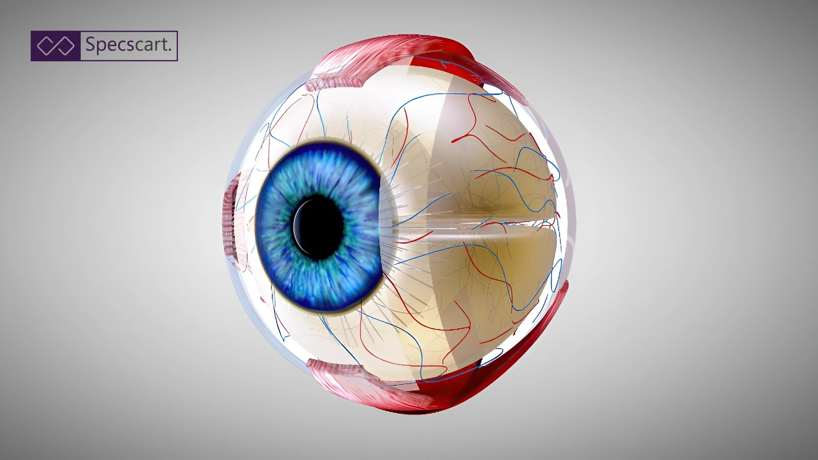 Function and Structure of the Eye